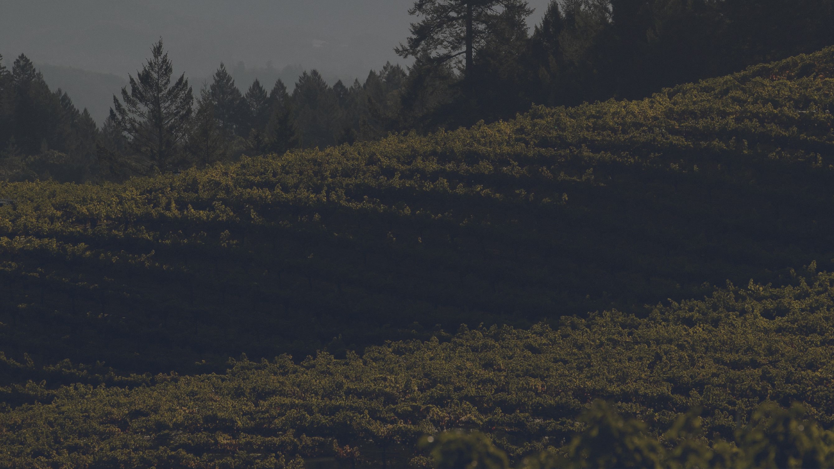 Historical Napa Valley in 2000