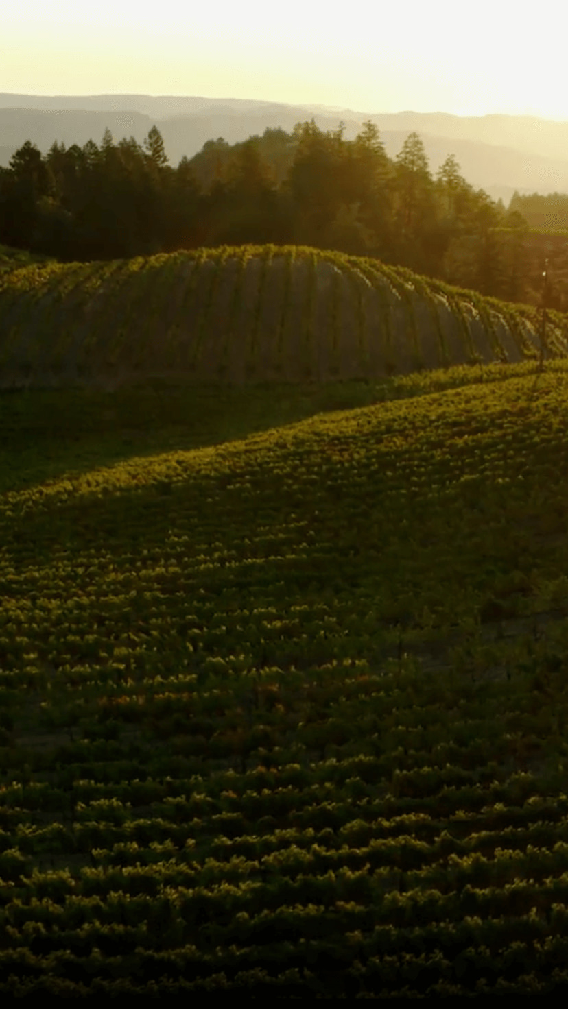 Napa Valley hillside vineyards