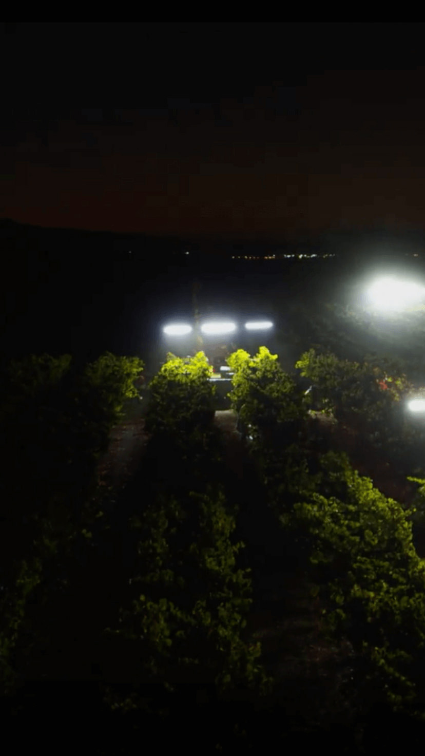 Napa Valley nighttime harvest