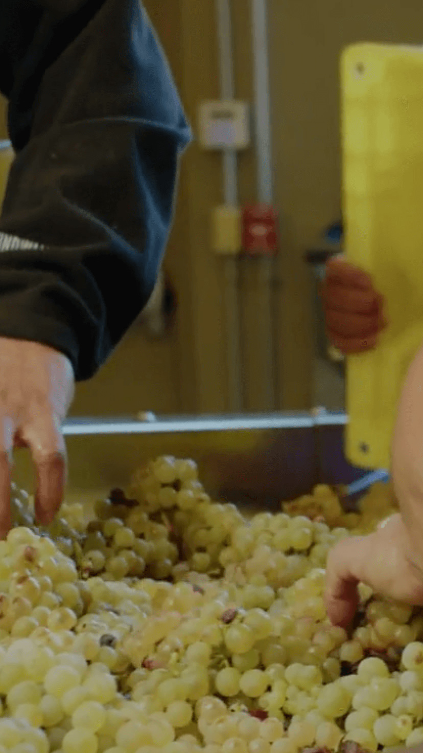 Napa wine grape sorting and cleaning